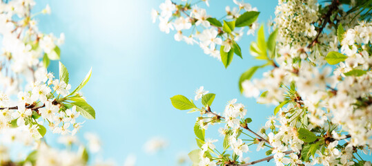 Spring banner, branches of blossoming cherry against background of blue sky, nature outdoors. sakura flowers, dreamy romantic image spring, landscape panorama, copy space. - obrazy, fototapety, plakaty