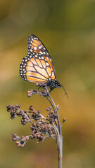 Danaus erippus