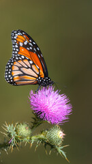 Danaus erippus