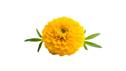 Yellow Marigold Flower Isolated Transparent Background