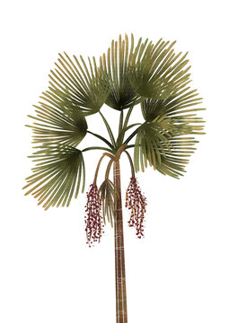 Buriti - Mauritia Flexuosa