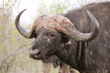 cape buffalo in the wild