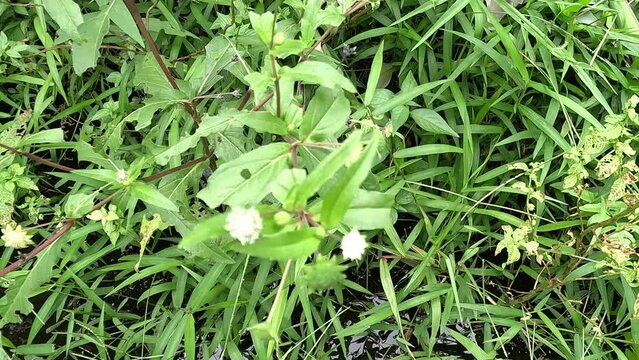 Eclipta alba (Urang-aring, false daisy, false daisy, yerba de tago, Karisalankanni, bhringraj) with natural background. this plant is a species of plant in the sunflower family.