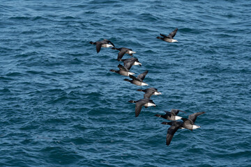 Oies Bernaches Cravant en bord de mer - Bretagne France