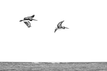 Pelicanos sobrevuelan la playa de Cahuita