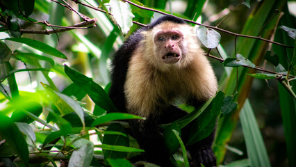 Mono entre la maleza Costa Rica