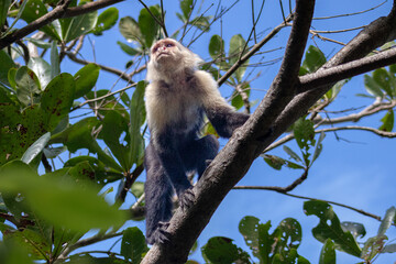 Mono en las ramas Costa Rica