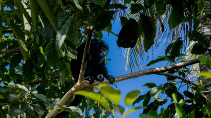 Mono aullador sobre rama