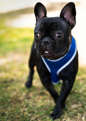 Beautiful FRENCH BULLDOG walking in mexican park