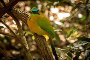 Pájaro bobo sobre rama Costa Rica