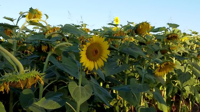 Plantas de girasoles en el campo tomadas con dron desde un primer plano que se va ampliando.