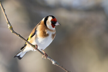 European goldfinch