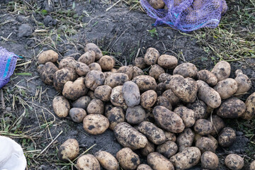 Freshly dug organic potatoes of new harvest at the potatoes plantation. Potato harvest on the field