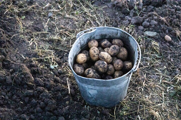 Freshly dug organic potatoes of new harvest at the potatoes plantation. Potatoes freshly harvested in a bucket