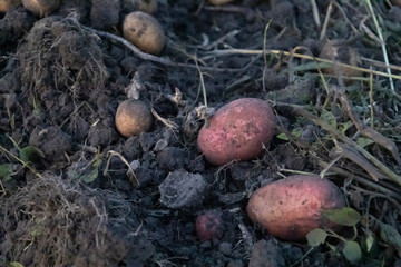 Freshly dug organic potatoes of new harvest at the potatoes plantation. Potato harvest on the field