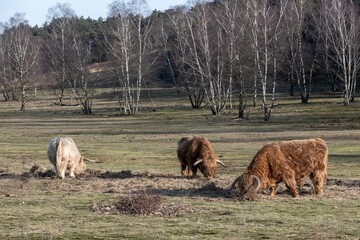 brown highland cattle grazing in the winter sun