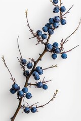 Blueberry branch on a clean background. Berry season. Spring