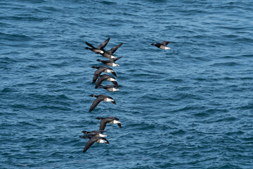 Oies Bernaches Cravant en bord de mer - Bretagne France