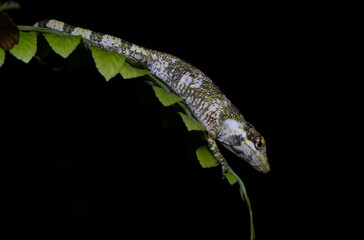 Anolis Lagarto pequeño Colombia