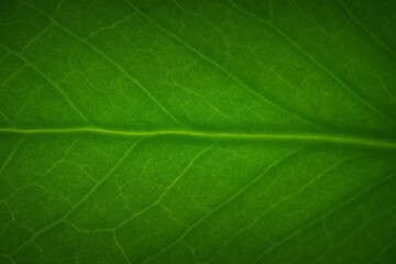 Macro shot of a little leaf produced in studio environment - obrazy, fototapety, plakaty