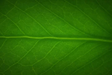 Fotobehang Macro shot of a little leaf produced in studio environment © Wirestock