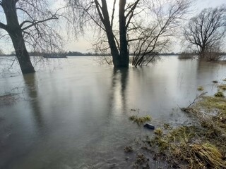 trees on the flooded riverbank in the backlight