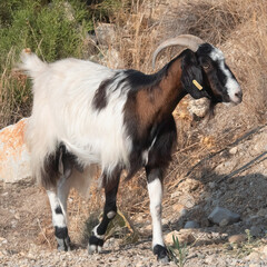 Obraz premium Goat
