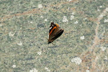 Red admiral butterfly (Vanessa Atalanta) sitting on stone in Zurich, Switzerland