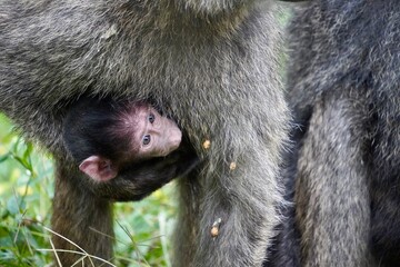 Baby baboon hangs onto its mother.