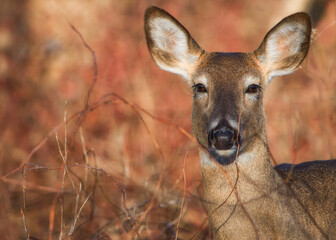 White-tailed deer
