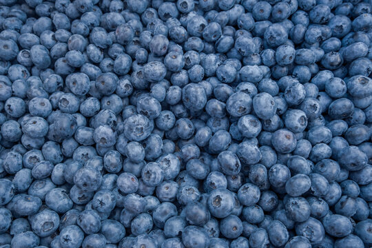 Lots of Fresh Delicious Blueberries