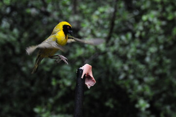 yellow headed bee eater