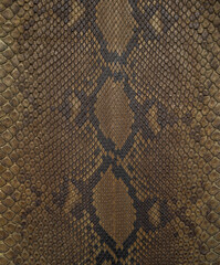 Brown python Exotic texture
