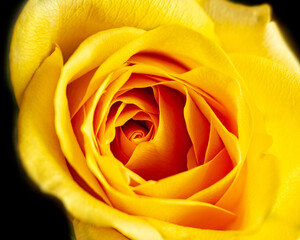 Yellow Rose Center Closeup