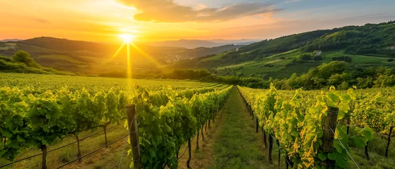 Poster Wijngaard panoramic view of a summer vineyard at sunset. green vineyard rows at sunset 