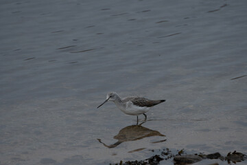 Chevalier Aboyeur en bord de mer en Bretagne-France