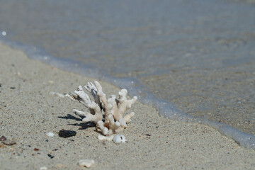 Rest of a dead coral on a sandy beach. Soft waves washing over the sand. Space for your text.