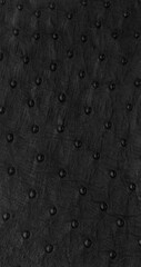 black Exotic ostrich texture
