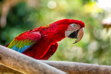 Red-and-Green Macaw (Ara chloropterus) in the Amazon Rainforest © fluffandshutter