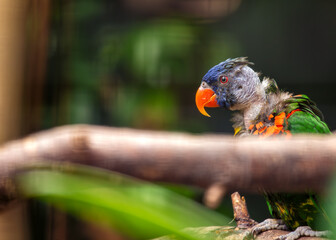 Rainbow Lorikeet (Trichoglossus moluccanus) in Australia