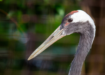 Red-crowned Crane (Grus japonensis) in Japan