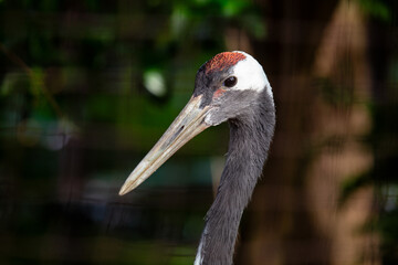 Red-crowned Crane (Grus japonensis) in Japan