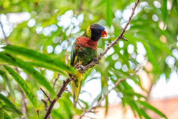 Rainbow Lorikeet (Trichoglossus moluccanus) in Australia