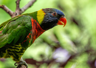 Rainbow Lorikeet (Trichoglossus moluccanus) in Australia