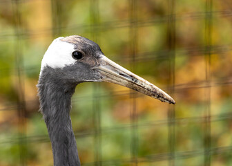 Red-crowned Crane (Grus japonensis) in Japan