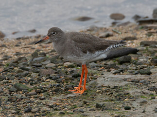 Chevalier Gambette en bord de mer en Bretagne-France