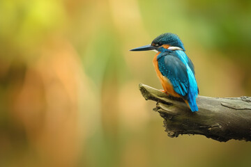 AI Generated Image. Kingfisher perching on branch in a wild