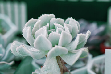 A succulent covered with the morning dew reveals a world of serene beauty in the heart of a peaceful garden.