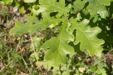 Leaves of an oak - 723268763