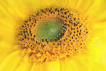 Sunflower blooming. Yellow Sunflower flower close up .  Sunflower natural background. Yellow big flower. Agriculture. Farming. Natural product. Farming. Smallholding.  Summer background